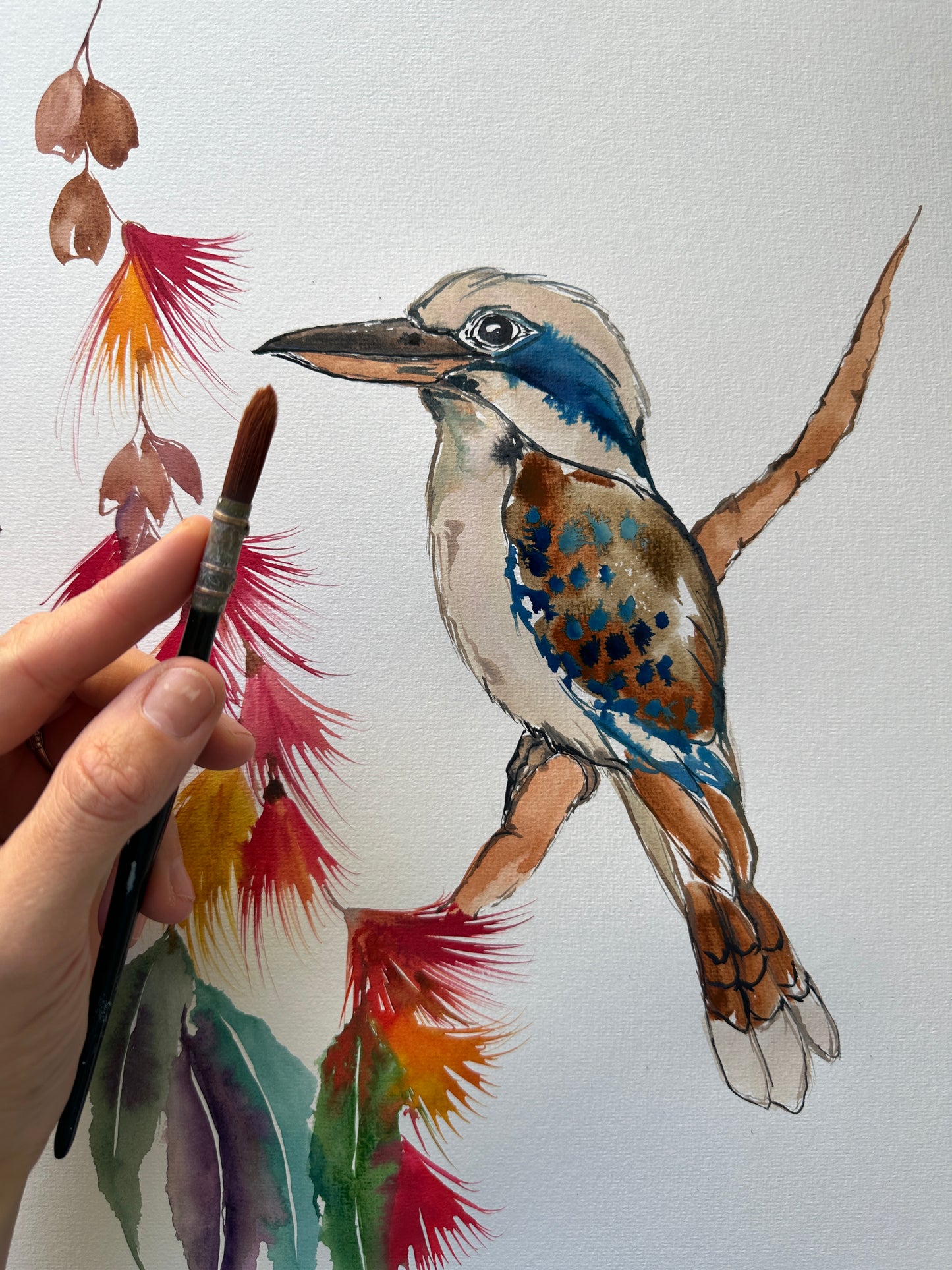 Kookaburra Colours