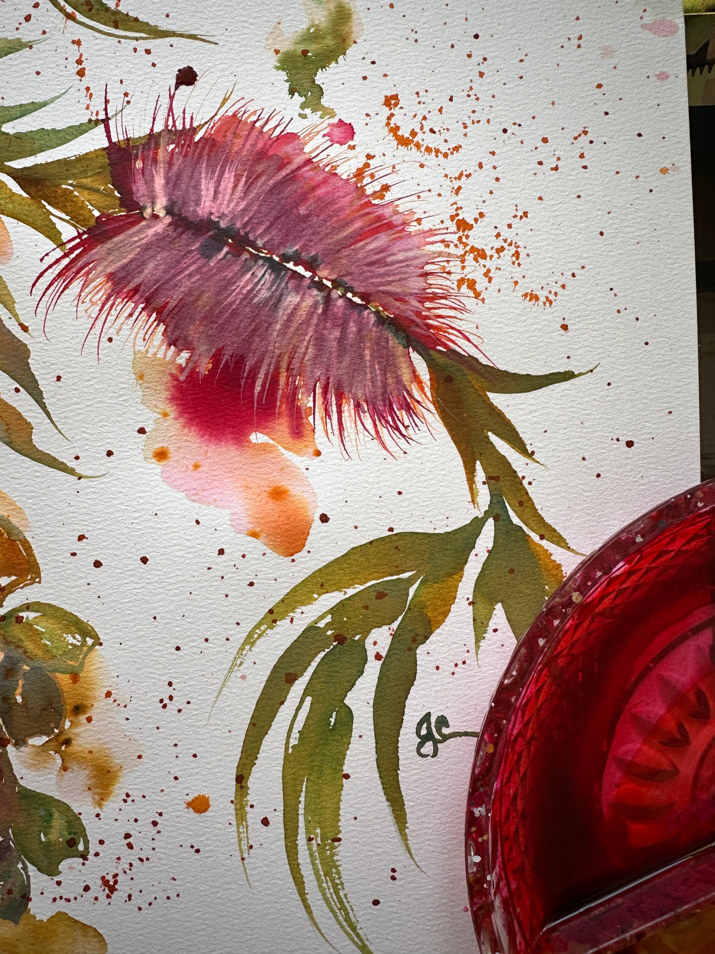 Native Australian Bottlebrush