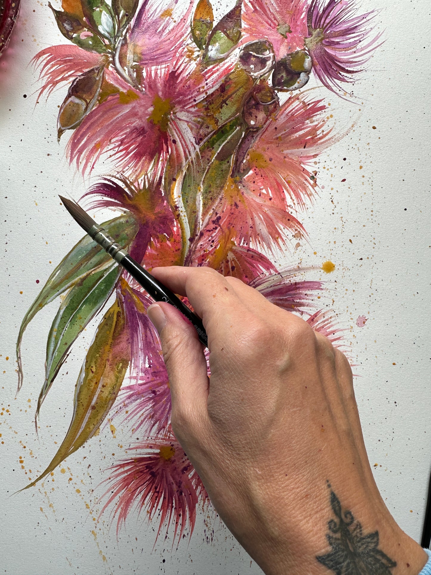 Coral Gum Eucalyptus