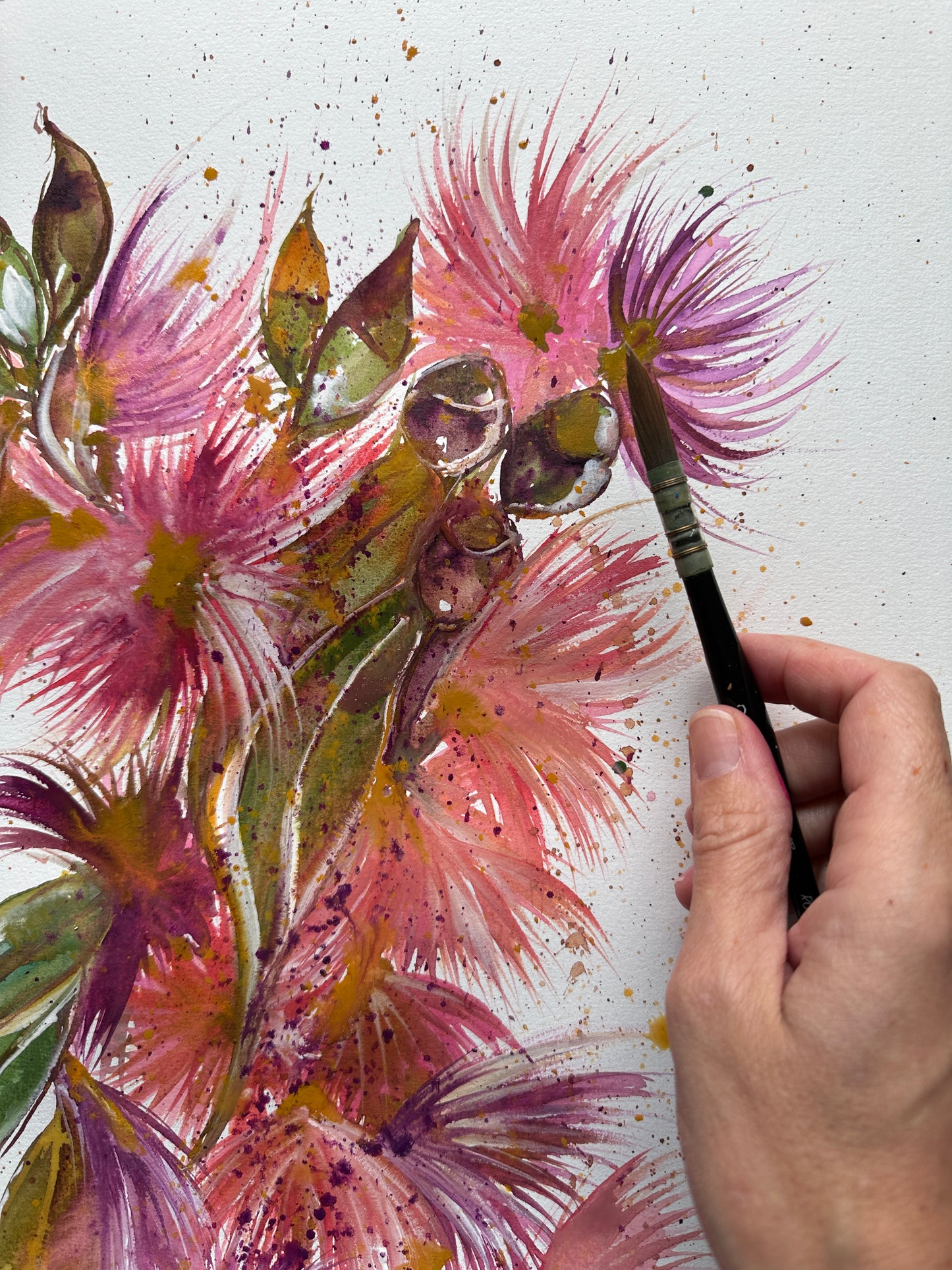 Coral Gum Eucalyptus