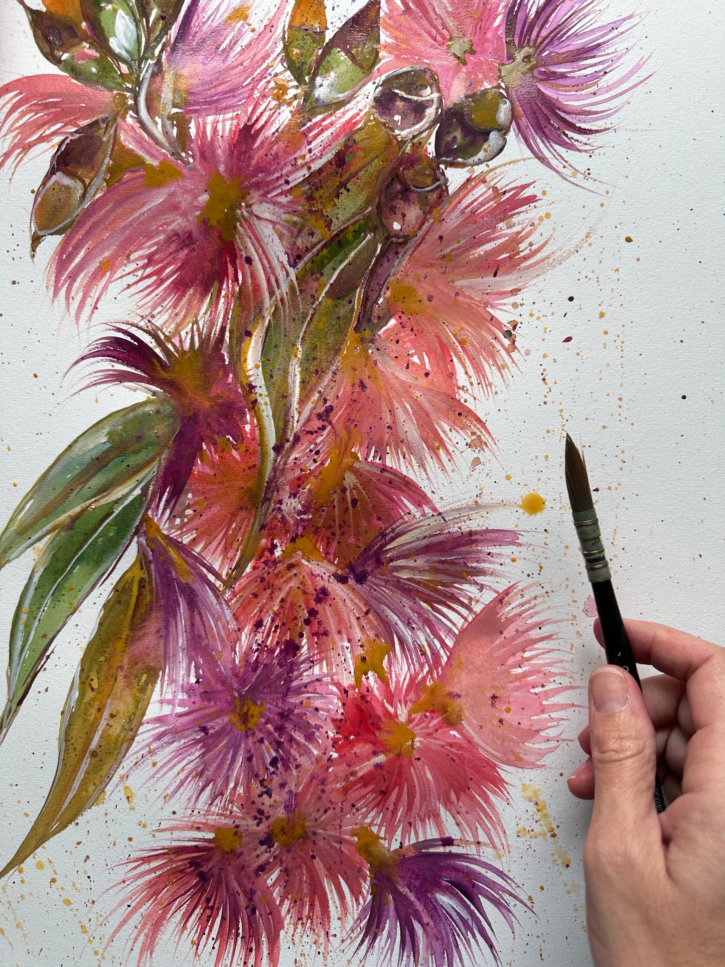 Coral Gum Eucalyptus