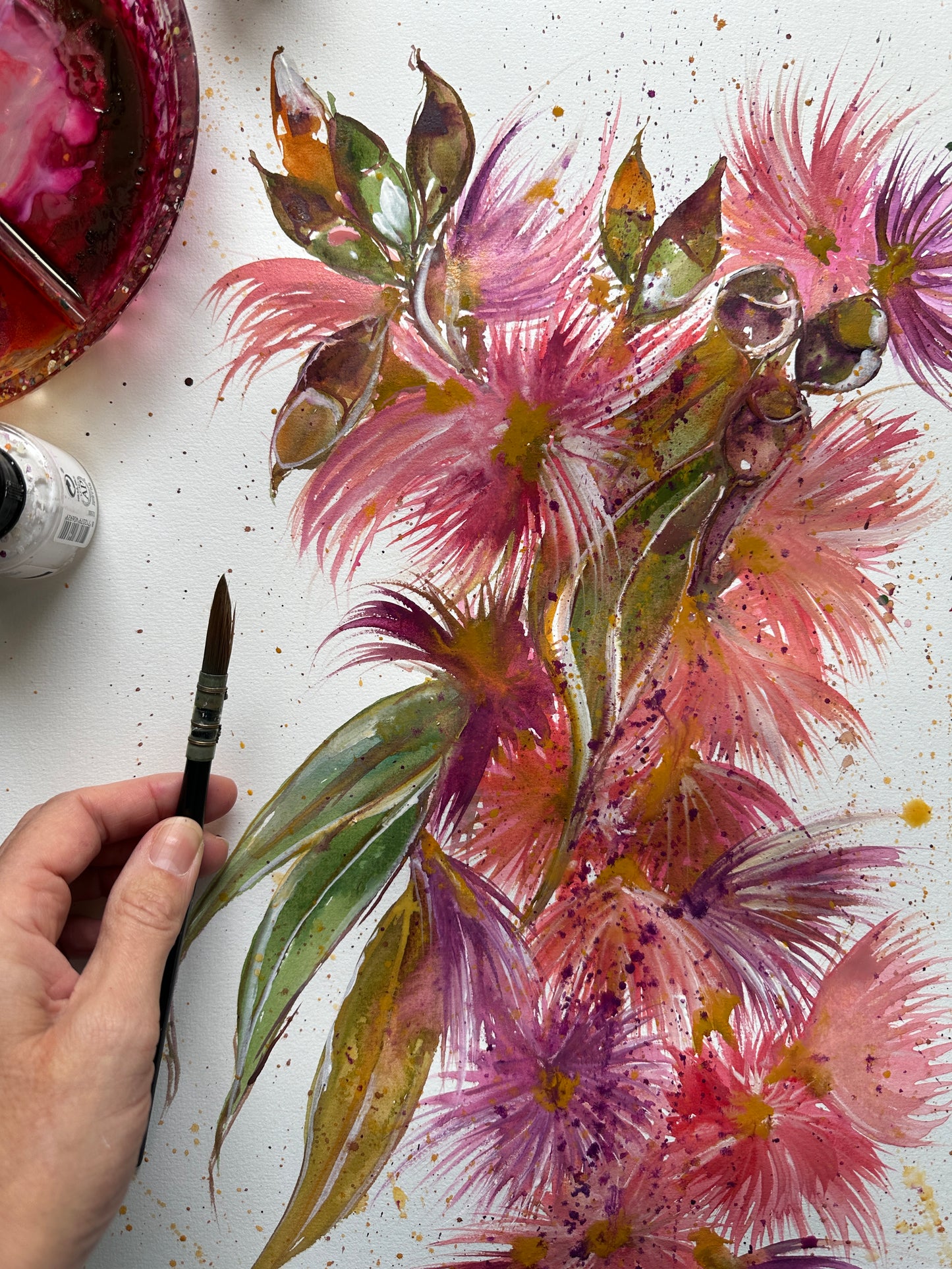 Coral Gum Eucalyptus