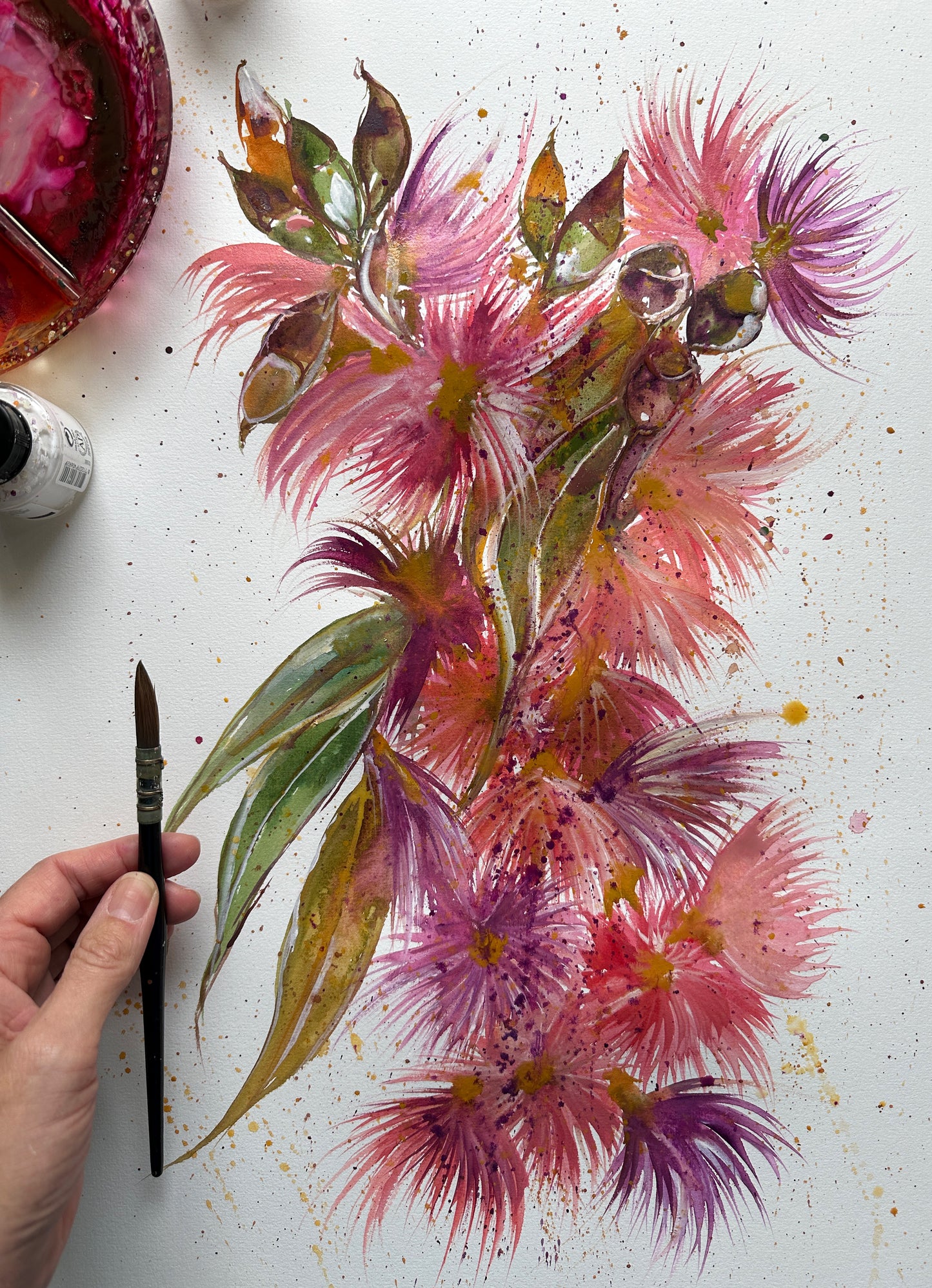 Coral Gum Eucalyptus