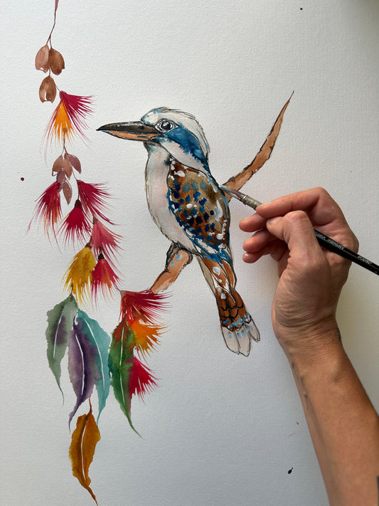 Kookaburra Colours
