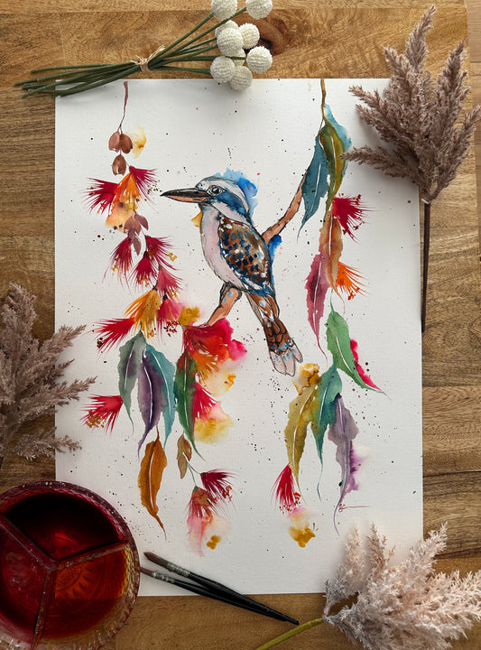 Kookaburra Colours